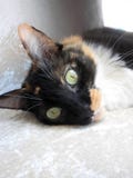 chat de couleur trois avec les yeux verts image stock chat de couleur trois avec les yeux verts image stock