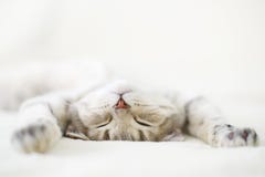 Chat de sommeil Chat de sommeil