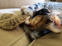 Chat de sommeil courbé sur le fauteuil photo stock Chat de sommeil courbé sur le fauteuil photo stock