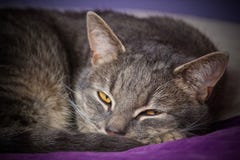 Chat de sommeil sur le lit image stock Chat de sommeil sur le lit image stock
