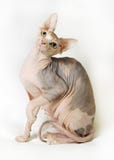 Chat de sphinx sur le fond blanc photos libres de droits Chat de sphinx sur le fond blanc photos libres de droits