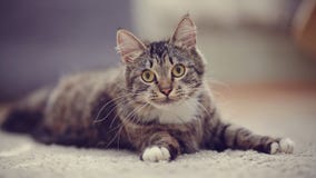 Chat domestique rayé avec les yeux jaunes Photographie stock libre de droits Chat domestique rayé avec les yeux jaunes Photographie stock libre de droits