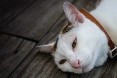 Chat détendant sur le plancher en bois Photos stock Chat détendant sur le plancher en bois Photos stock