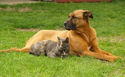 Chat et crabot Chat et crabot