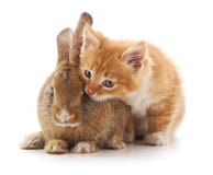 chat et lapin