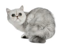 Chat exotique de Shorthair, 5 mois, se reposant photo stock Chat exotique de Shorthair, 5 mois, se reposant photo stock