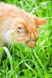 Chat mangeant l'herbe verte dehors photo stock Chat mangeant l'herbe verte dehors photo stock