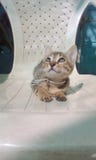 Chat mignon photographie stock Chat mignon photographie stock