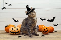 Chat mignon de rayures dans un chapeau de sorcières avec des potirons, des araignées et la batte illustration de vecteur Chat mignon de rayures dans un chapeau de sorcières avec des potirons, des araignées et la batte illustration de vecteur