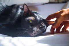 Chat noir adorable dormant sur le lit image libre de droits Chat noir adorable dormant sur le lit image libre de droits