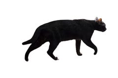Chat noir de rue à créatif pour la conception et l'isolat de décoration image libre de droits Chat noir de rue à créatif pour la conception et l'isolat de décoration image libre de droits