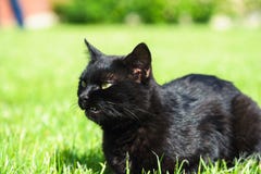 Chat Noir Drole Sur Le Fond Vert Image Stock Image Du Regard Fond Chat Noir Drole Sur Le Fond Vert Image Stock Image Du Regard Fond