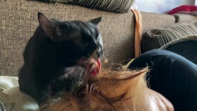 Chat Noir Leche Les Cheveux Sur La Tete D Une Femme Banque De Videos Video Du Lechez Chambre Chat Noir Leche Les Cheveux Sur La Tete D Une Femme Banque De Videos Video Du Lechez Chambre