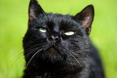 Chat Noir Sur Le Fond Vert Photo Stock Image Du Chats Chat Noir Sur Le Fond Vert Photo Stock Image Du Chats
