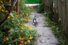 Chat parmi les soucis photographie stock Chat parmi les soucis photographie stock