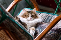 Chat rayé blanc et brun sur une chaise de basculage photo libre de droits Chat rayé blanc et brun sur une chaise de basculage photo libre de droits