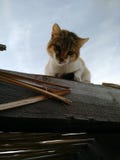 Chat regardant vers le bas images stock Chat regardant vers le bas images stock