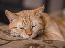 Chat rouge avec un regard contrari? photographie stock Chat rouge avec un regard contrari? photographie stock