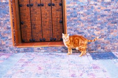 Chat rouge près de porte en bois sur la rue de toun photographie stock Chat rouge près de porte en bois sur la rue de toun photographie stock