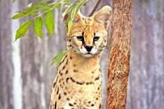 Chat sauvage de Serval de Leptailurus photographie stock libre de droits Chat sauvage de Serval de Leptailurus photographie stock libre de droits
