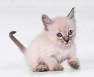 Chat siamois gris avec le jeu de yeux de bñue d'isolement sur le fond blanc image stock Chat siamois gris avec le jeu de yeux de bñue d'isolement sur le fond blanc image stock