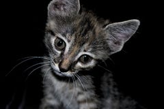 Chat tigré noir et gris mignon avec une expression intéressante et curieuse photographie stock Chat tigré noir et gris mignon avec une expression intéressante et curieuse photographie stock