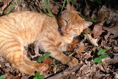 Chat tigré orange détendant avec un oeil fermé en bois naturels images libres de droits Chat tigré orange détendant avec un oeil fermé en bois naturels images libres de droits