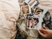 Chat tigré se couchant confortablement en lit et plusieurs rétros photos images libres de droits Chat tigré se couchant confortablement en lit et plusieurs rétros photos images libres de droits