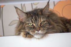 Chat triste sur l'étagère supérieure Chat de détente Grand chat de Maincoon Chat coloré avec les yeux verts Détente photo stock Chat triste sur l'étagère supérieure Chat de détente Grand chat de Maincoon Chat coloré avec les yeux verts Détente photo stock