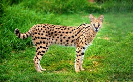 Chat vigilant de serval photo stock Chat vigilant de serval photo stock