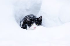Chat à la maison drôle mignon menaçant dans une congère blanche dans le jardin d'hiver pendant chutes de neige photo stock Chat à la maison drôle mignon menaçant dans une congère blanche dans le jardin d'hiver pendant chutes de neige photo stock