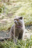 Chat écossais heureux de pli dans la cour photographie stock libre de droits Chat écossais heureux de pli dans la cour photographie stock libre de droits