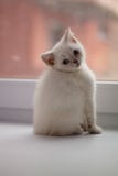 Chaton blanc avec des yeux bleus se reposant par la fenêtre photo libre de droits Chaton blanc avec des yeux bleus se reposant par la fenêtre photo libre de droits