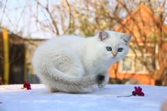 Chaton britannique de shorthair avec des yeux bleus photographie stock libre de droits Chaton britannique de shorthair avec des yeux bleus photographie stock libre de droits