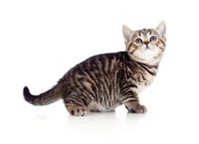 Chaton britannique regardant vers le haut images libres de droits Chaton britannique regardant vers le haut images libres de droits