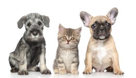 Chaton et chiot photos stock Chaton et chiot photos stock