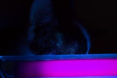 Chaton exposé à la lumière UV image stock Chaton exposé à la lumière UV image stock