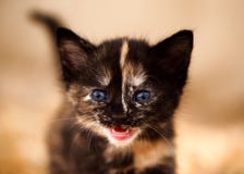 “Chaton féroce d'écaille avec des yeux bleus image libre de droits “Chaton féroce d'écaille avec des yeux bleus image libre de droits