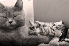 Chaton nouvellement soutenu mignon photographie stock Chaton nouvellement soutenu mignon photographie stock