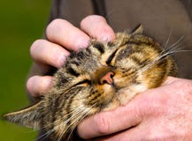 Chaton ronronnant. image stock Chaton ronronnant. image stock