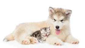 Chaton tigré se trouvant avec le chiot de malamute d'Alaska D'isolement sur le blanc image stock Chaton tigré se trouvant avec le chiot de malamute d'Alaska D'isolement sur le blanc image stock