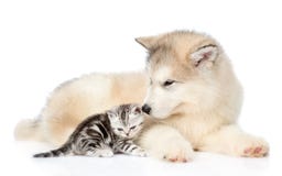 Chaton tigré se trouvant avec le chiot de malamute d'Alaska D'isolement sur le blanc images libres de droits Chaton tigré se trouvant avec le chiot de malamute d'Alaska D'isolement sur le blanc images libres de droits