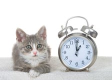 Chaton tigré à côté d'horloge sur le lit de peau de mouton, concept heures d'été photographie stock Chaton tigré à côté d'horloge sur le lit de peau de mouton, concept heures d'été photographie stock