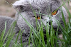 Chaton écossais plié de tabby d'oreille images libres de droits Chaton écossais plié de tabby d'oreille images libres de droits