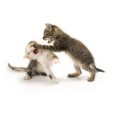 chatons photographie stock chatons photographie stock
