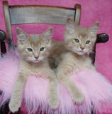 Chatons somalis de faon images stock Chatons somalis de faon images stock