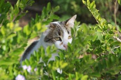 Chats domestiques parmi des arbustes photographie stock libre de droits Chats domestiques parmi des arbustes photographie stock libre de droits
