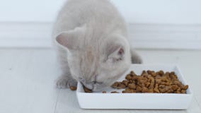 Chats mangeant de l'aliment pour animaux familiers Chats mangeant de l'aliment pour animaux familiers