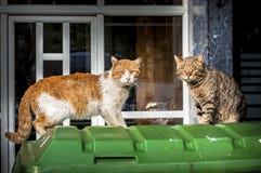 Chats égarés dans la rue Chats égarés dans la rue