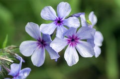 Chattahoochee violette purpere bloemen van floxdivaricata, sier wilde installatie in bloei stock fotografie Chattahoochee violette purpere bloemen van floxdivaricata, sier wilde installatie in bloei stock fotografie